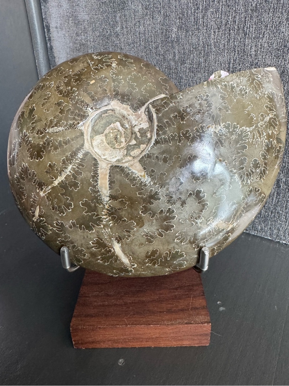 Brown Polished Ammonite
